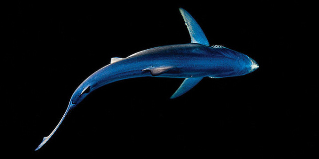 Невероятные фотографии акул, которые внушают уважение