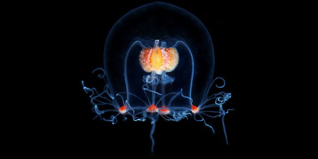 «Подсвеченная жизнь» - открой тайны подводного мира 