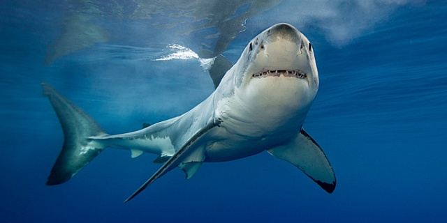 Австралийцы нашли как защититься от акул