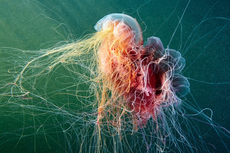 Сцифиодная медуза