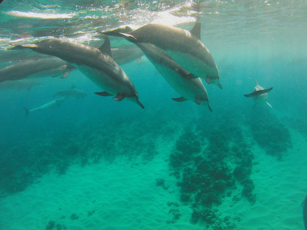 3-Дельфины.jpeg
