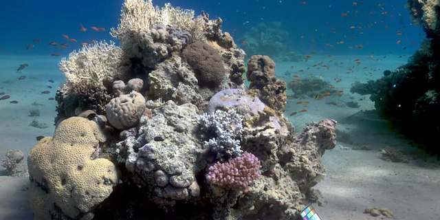 Новая технология съемки под водой. Кораллы сняты, будто на суше 