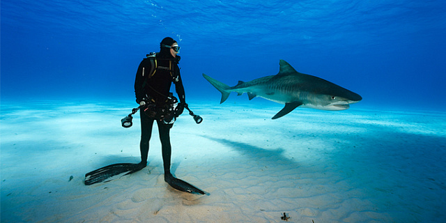 Где встретить акул под водой. 5 вариантов для бесстрашных