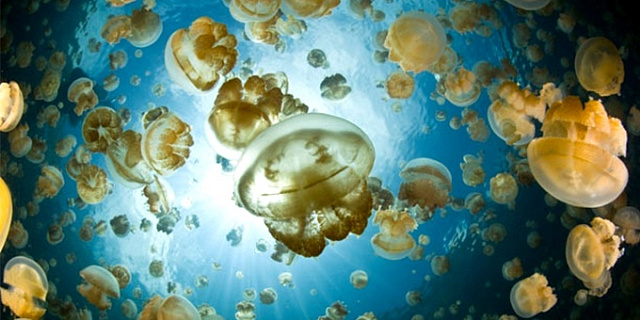  Озеро медуз в Палау лишилось главного ингридиента: медуз