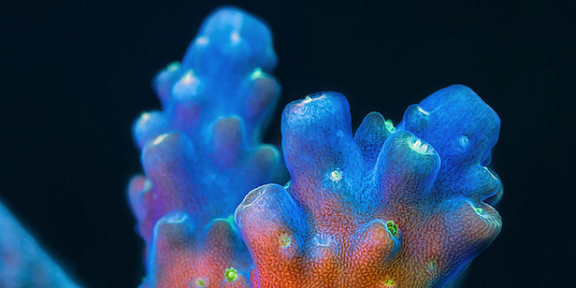 Невероятные макрофотографии кораллов ББР